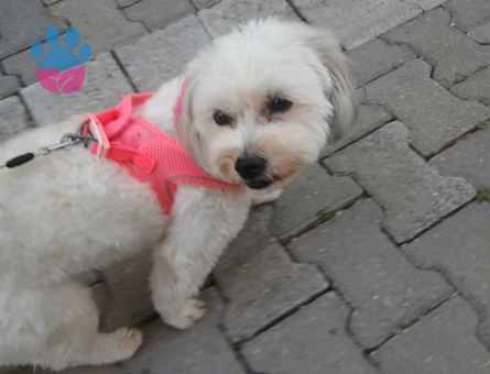 Maltase terrier kızıma eş arıyorum