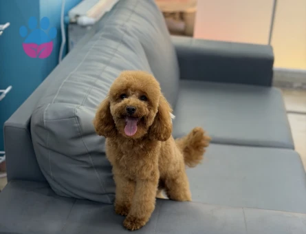 Toy Poodle Oğlum Çiko ya hanım arıyorum