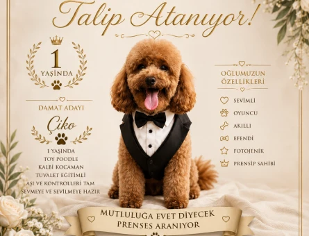 Toy Poodle Oğlum Çiko ya hanım arıyorum - 118984508