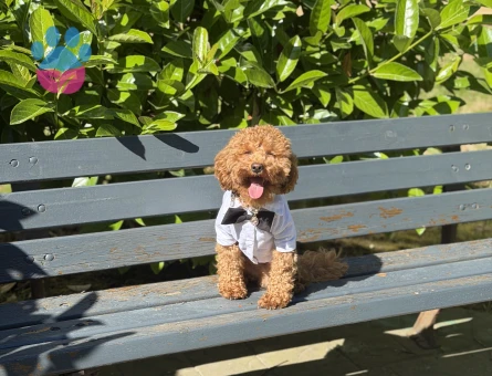 Toy Poodle Oğlum Çiko ya hanım arıyorum