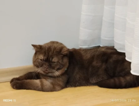 British Shorthair Oğlumuza eş arıyoruz - 118984509