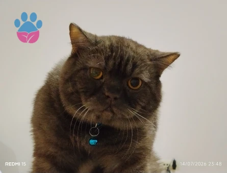 British Shorthair Oğlumuza eş arıyoruz