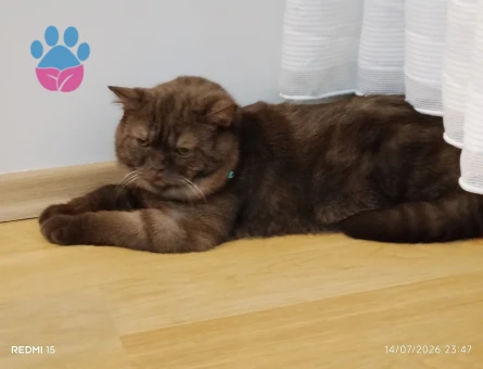 British Shorthair Oğlumuza eş arıyoruz