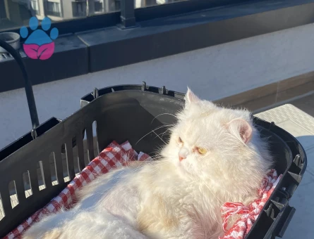 OĞLUM CASPER’A EŞ ARIYORUM