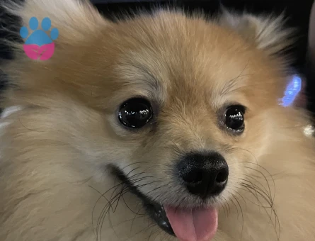 Safkan Poomeranian Eş Arıyor