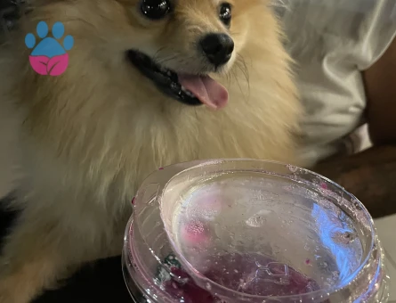 Safkan Poomeranian Eş Arıyor