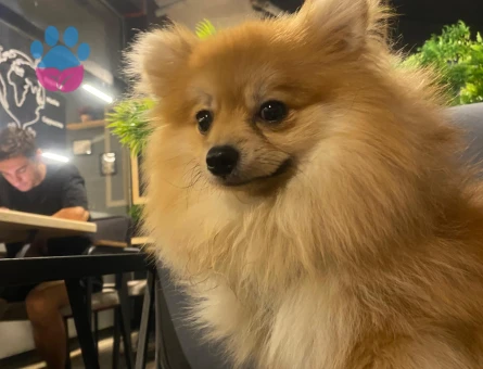 Safkan Poomeranian Eş Arıyor