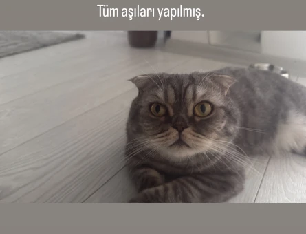 3 yaşında erkek kısır kedi özel cins - 118979101