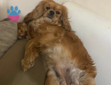 3 yaşında dişi cocker