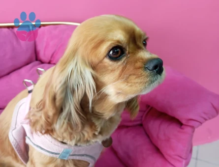 3 yaşında dişi cocker