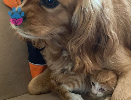 3 yaşında dişi cocker