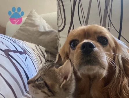 3 yaşında dişi cocker