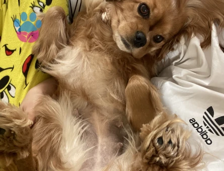 3 yaşında dişi cocker