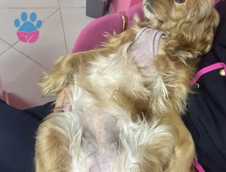 3 yaşında dişi cocker