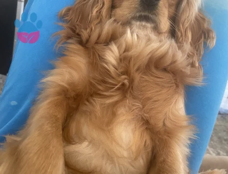 3 yaşında dişi cocker