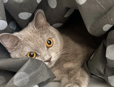 British shorthair - 118979109