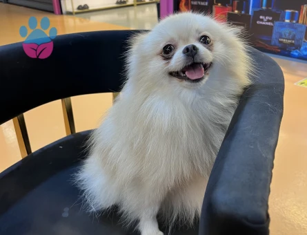Pomeranian Boo Kızıma Eş Arıyorum - Görsel 3