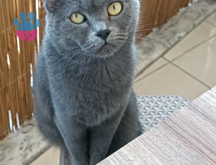 British Shorthair Kızgınlıkta Dİşi - 118984802