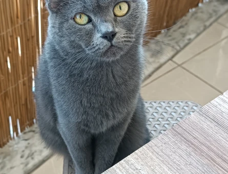 British Shorthair Kızgınlıkta Dİşi - 118984802