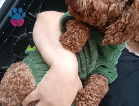 Poodle'ıma es arıyorum - Görsel 4