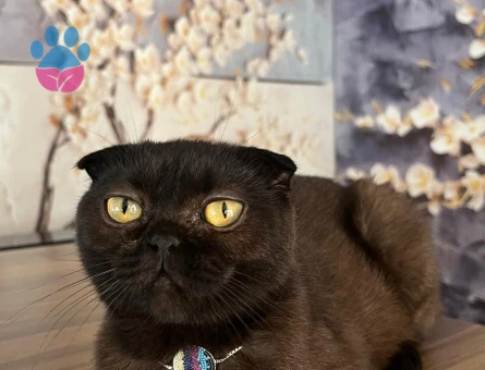 Scottish Fold Kedim Eş Arıyor 1 Yaşında - Görsel 3