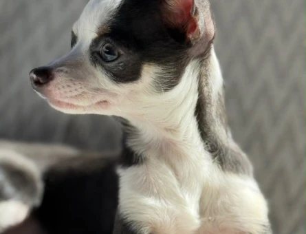 Chihuahua 1 yaşında Dişi Eş Arıyor - 118984809