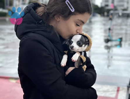 Chihuahua 1 yaşında Dişi Eş Arıyor - Görsel 3