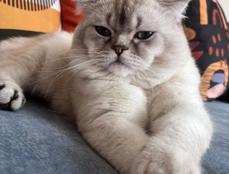 Scottish Fold 1 Yaşında Eş Arıyor - 118971559