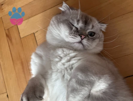 Scottish Fold 1 Yaşında Eş Arıyor