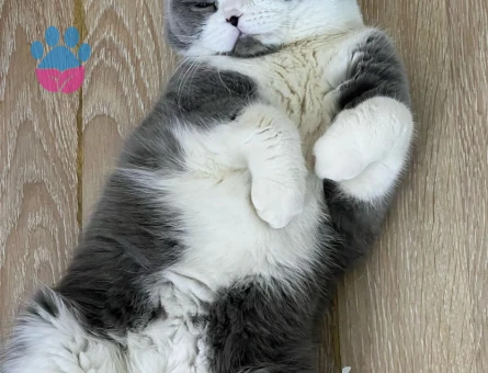 Scottish Shorthair Oğluma Eş Arıyoruz