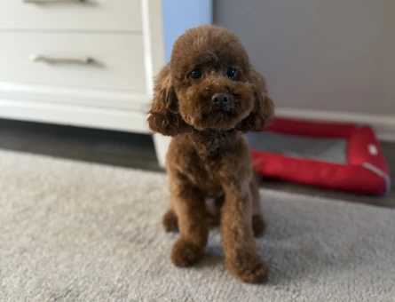 Toy poodle oğluma eş arıyorum - 118979632