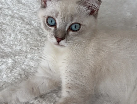 Dişi kedi arıyoruz - 118979633