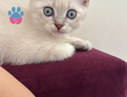 Dişi kedi arıyoruz