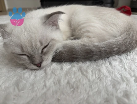 Dişi kedi arıyoruz