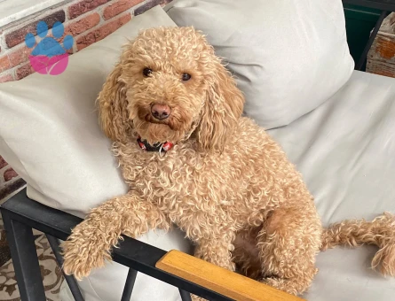 3 yaşındaki erkek poodle oğlumuza dişi poodle arıyoruz - Görsel 2