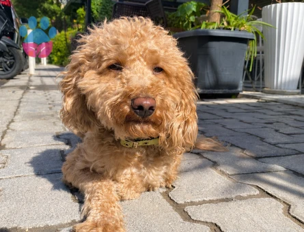 3 yaşındaki erkek poodle oğlumuza dişi poodle arıyoruz - Görsel 3