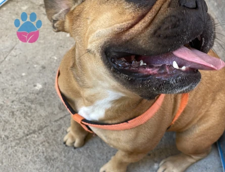 3 yaşında fransız bulldog oğlumuza dişi arıyoruz - 118985063