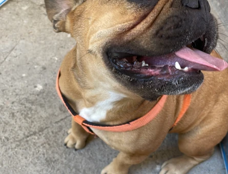 3 yaşında fransız bulldog oğlumuza dişi arıyoruz - 118985063