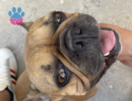 3 yaşında fransız bulldog oğlumuza dişi arıyoruz - Görsel 3