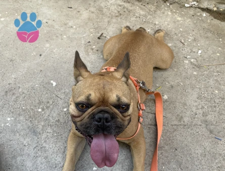 3 yaşında fransız bulldog oğlumuza dişi arıyoruz - Görsel 4
