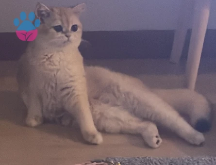 11 aylık kızıma British Shorthair eş arıyorum - 118985069