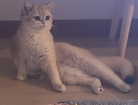 11 aylık kızıma British Shorthair eş arıyorum - 118985069