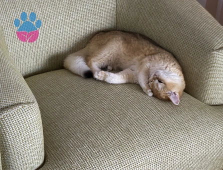 11 aylık kızıma British Shorthair eş arıyorum - Görsel 3