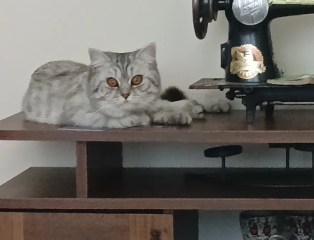 British Shorthair Gelin Eş Adayı Arıyoruz - 118972126