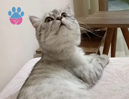 British Shorthair Gelin Eş Adayı Arıyoruz