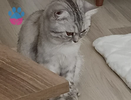 British Shorthair Gelin Eş Adayı Arıyoruz