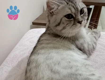 British Shorthair Gelin Eş Adayı Arıyoruz
