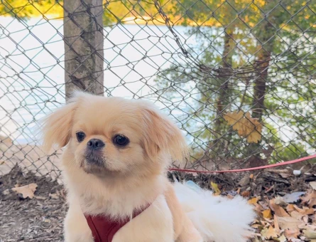 Pekinez 1,5 Yaşında Köpeğime Eş Arıyorum - 118972129