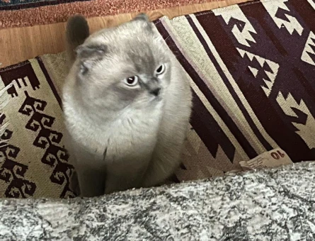 Scottish Fold Kedime Eş Arıyorum Kızgınklıkta - 118980059