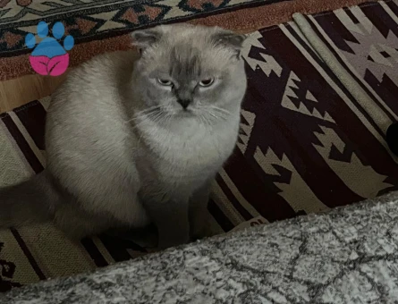 Scottish Fold Kedime Eş Arıyorum Kızgınklıkta